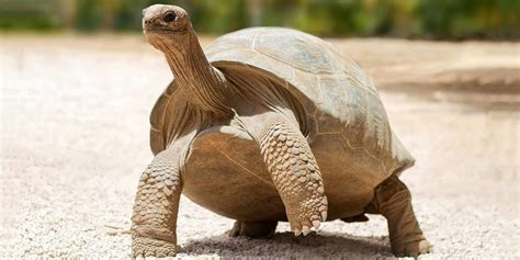 Awesome Galápagos Tortoise Facts - AquaViews - Leisure Pro