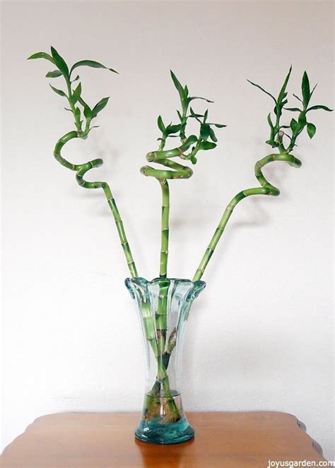 Lucky Bamboo Care Tips: A Houseplant That Grows In Water | Bamboo house plant, Lucky bamboo care ...