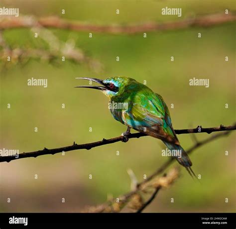 African birds can be stunning colours & the sounds of birdsong is ...