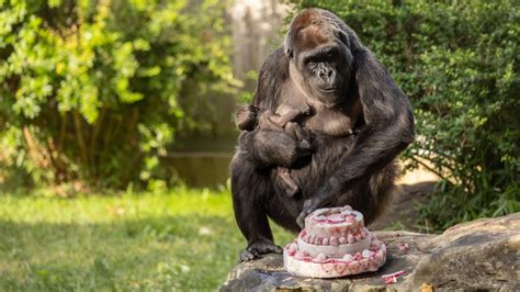 Help name the new baby gorilla at Smithsonian’s National Zoo! | FOX 5 DC