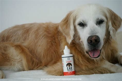 Dog Ear Cleaning Solution from #ReliqPet - Golden Woofs