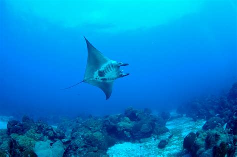 What Makes Manta Rays and Stingrays Different? - NMSF