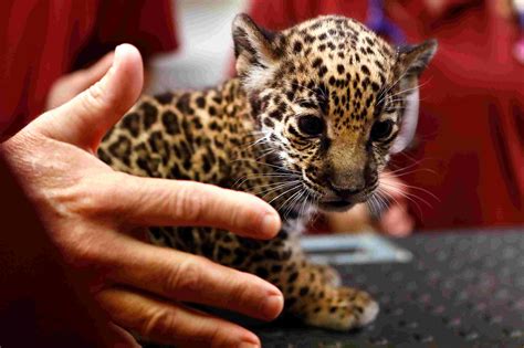 Jaguar Cubs born at the Memphis Zoo