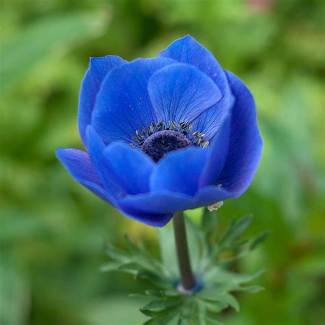 Anemone Blue – Full Pot of Flowers