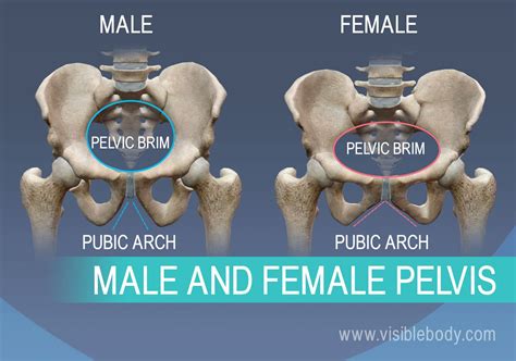 Female Pelvis Bone Structure