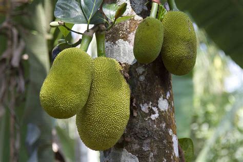 Jackfruit Tree: Plant Care & Growing Guide