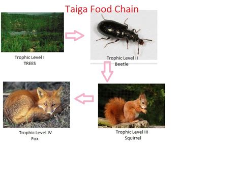 Food Chain in a Taiga - Ecosystems and Biomes - 4C