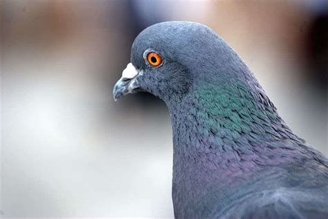 Homing pigeons can improve and pass on knowledge across generations, the only non-primate to do so