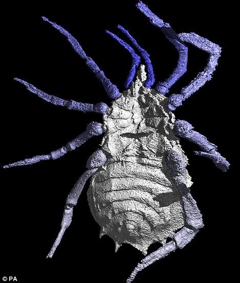 EVERYBODY PANIC!: Science Resurrects Prehistoric Spiders