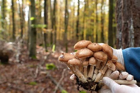 Mushroom Hunting in Michigan: A Complete Guide - A-Z Animals