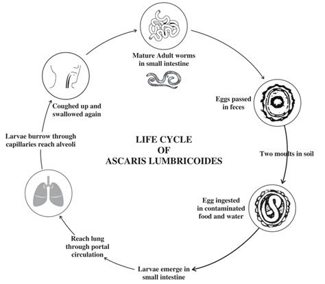 The life cycle of ascaris lumbricoides | Download Scientific Diagram