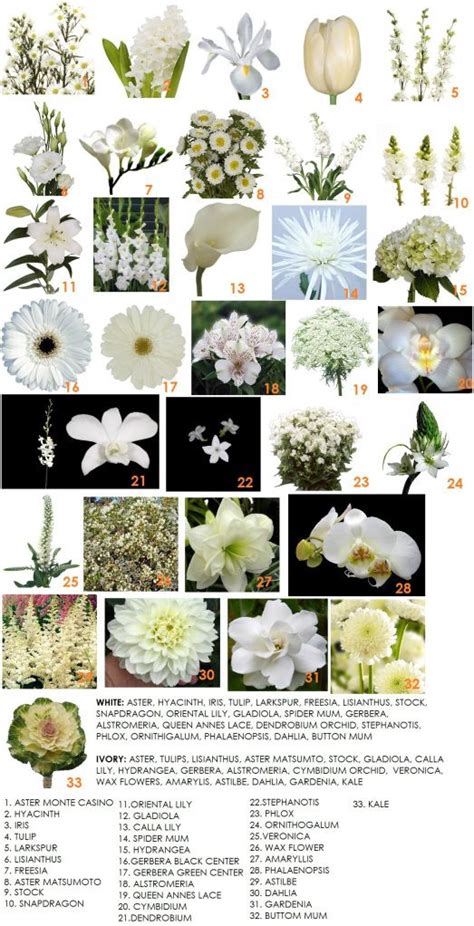 How Many Types Of White Flowers Are There | Enreporter