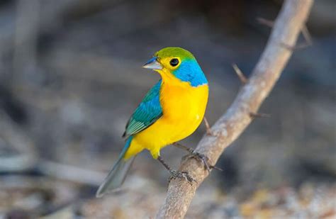 Types of Cardinals - Cardinals Birds