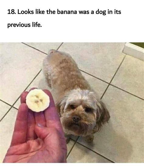 Dog as banana - Meme by ahadsy5 :) Memedroid