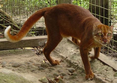 The world’s 5 most Endangered wild cats