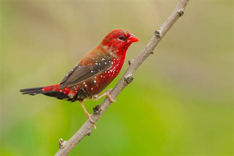 Strawberry Finch – AZ Birds