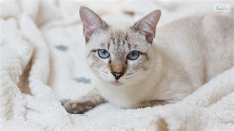 A Closer Look At The Lynx Point Siamese Breed