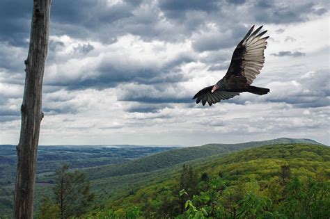 Spring Hawk Migration | Hawk Mountain Sanctuary: Learn Visit Join