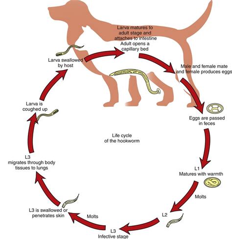 Whipworm Life Cycle Dog