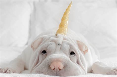 Pet Unicorns | Leader's Edge Magazine