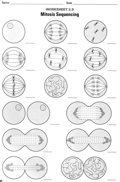 Mitosis Matching Worksheet Answer Key - Printable Word Searches