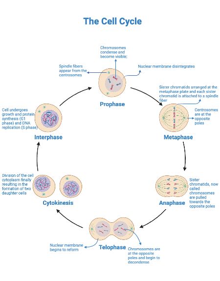 Stages Of Interphase Diagram