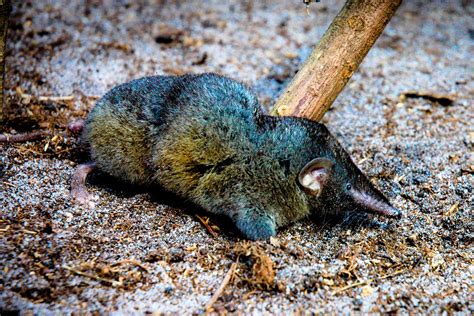 Newly-discovered ridiculously strong shrew species helps explain ...