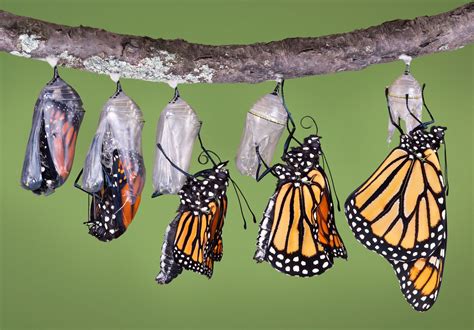 Monarch butterfly | Life Cycle, Caterpillar, Migration, Endangered, & Facts | Britannica