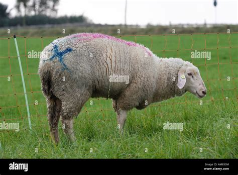 Blue tongue disease, severe ill sheep Stock Photo - Alamy