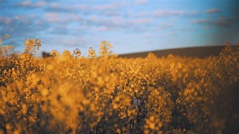 Canola flower field 52 Photos & Videos Collected by Taryn Elliott