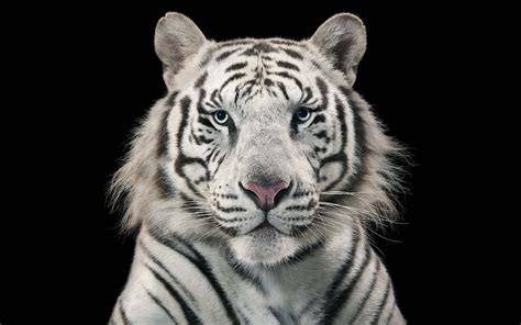 White Tiger Bengal Tiger Wallpapers | HD Wallpapers | ID #18289