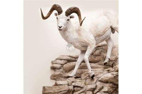 Dall (Fannin) Sheep Wildlife Mounts – FurCanada