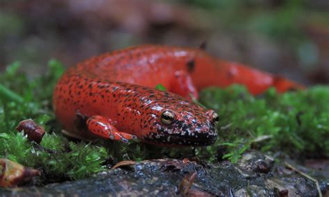 Amphibians | Defenders of Wildlife