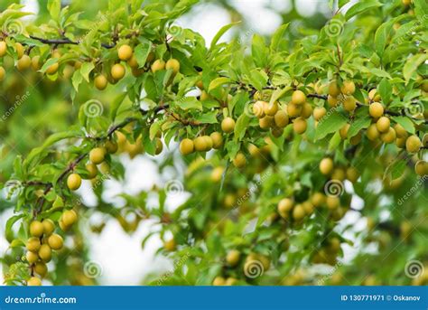 Wild Cherry Plum or Prunus Cerasifera Tree Stock Image - Image of beautiful, angkhang: 130771971