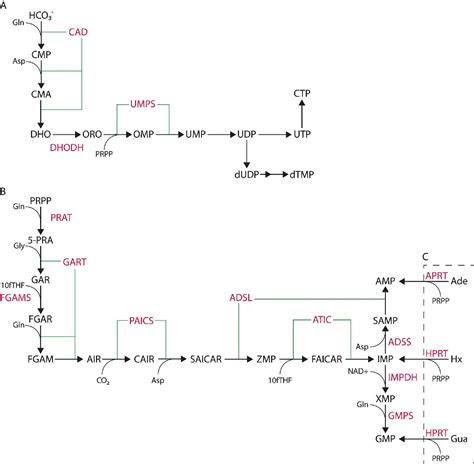 De Novo Purine Synthesis Pathway