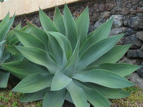 Free photo: Thorny Agave - Agave, Green, Nature - Free Download - Jooinn