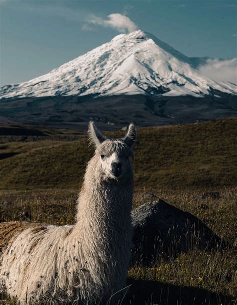 Cotopaxi National Park (Ecuador) - Travel & Hiking Guide