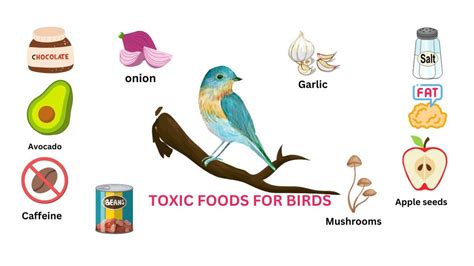 What are the most toxic foods for birds I Unsafe foods