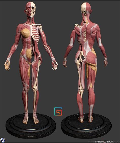 ArtStation - Female Anatomy Kit, Farzin Izadyar | Female anatomy, Human ...