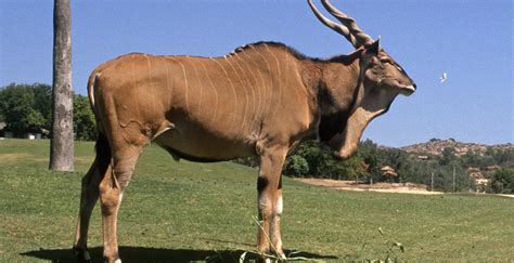 Eastern Giant Eland | San Diego Zoo Wildlife Alliance