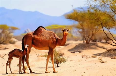 Top 50 Amazing Sahara Desert Animals - Owlcation