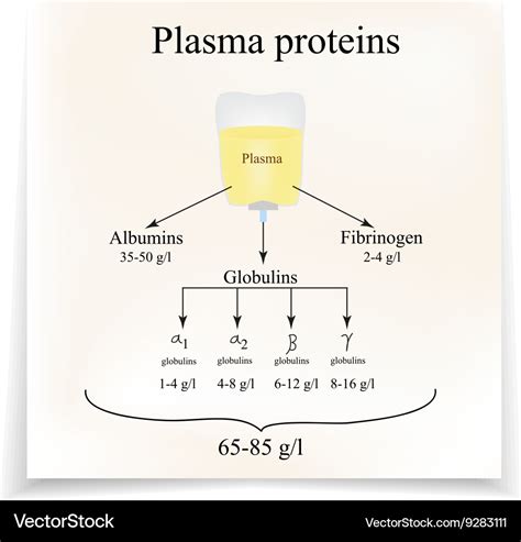 Plasma proteins albumin fibrinogen globulin Vector Image