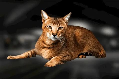 Biography of Chausie cat breed - Breeds of Cat