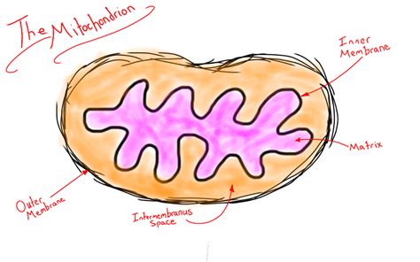 Mitochondria and Your Other DNA | Occasionally Thinking