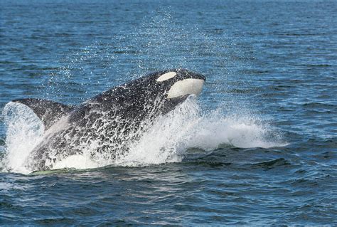 USA, Alaska Orca Whale Breaching Credit Photograph by Jaynes Gallery - Pixels