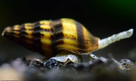 Assassin Snail: Care, Size, Diet, Feeding & Tankmates - Video