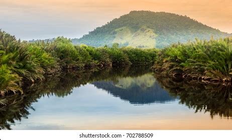 66,544 Borneo Jungle Images, Stock Photos & Vectors | Shutterstock