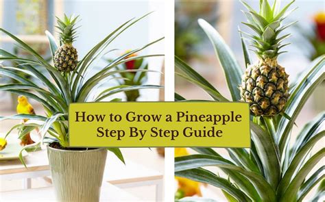 How To Grow A Pineapple Indoors? | GARDENS NURSERY