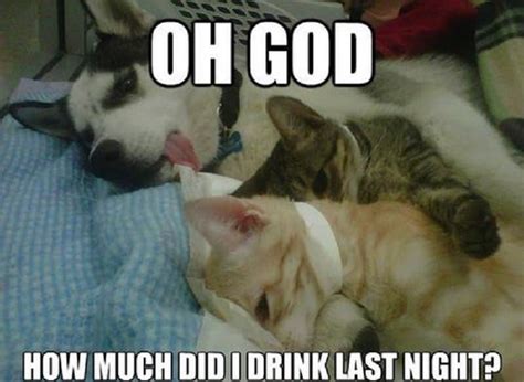 10 Hilarious Memes Of The Relationship Between Cats And Dogs