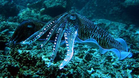 Octopus on a coral reef wallpapers and images - wallpapers, pictures, photos